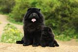 CHOW CHOW 495